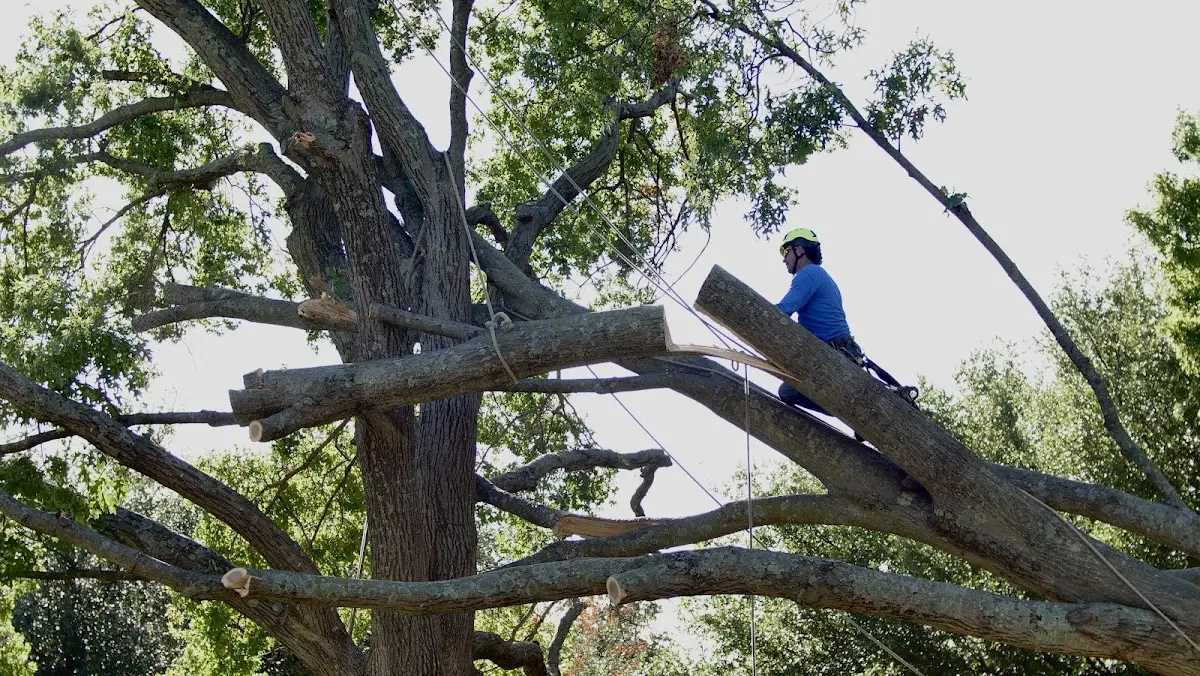 Professional Hazardous Tree Removal performed by certified arborists in New Lothrop