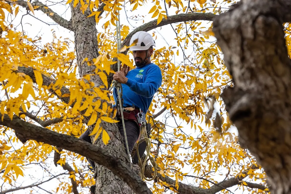 Skilled Tree Planing crew working in New Lothrop