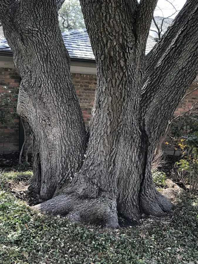 Mature heritage tree close to a New Lothrop property cared for by certified arborists